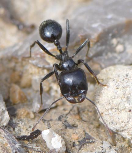 Réf. 249 107 : Messor sp.